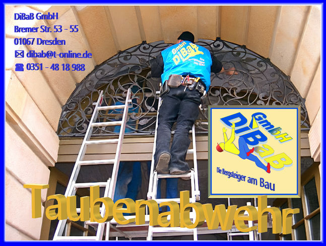 Taubenvergrämung Dresden