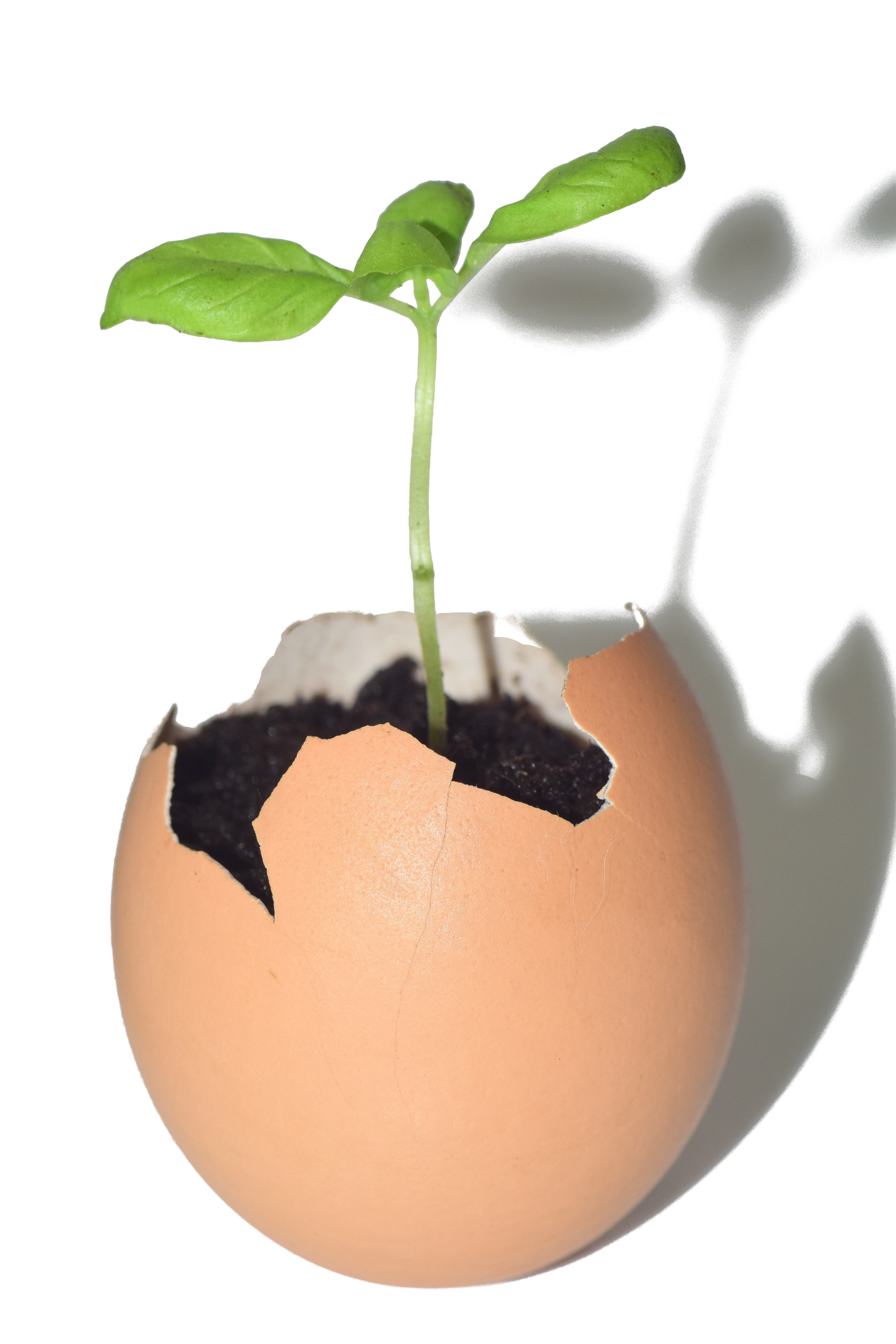 Noten Verkauf