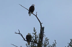 Notenverkauf, MP3 kostenlos, Playlists, DiBaB Music, André Hüller, Noten, Piano, Volksmusik, Country