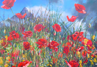 Coquelicots en montagne