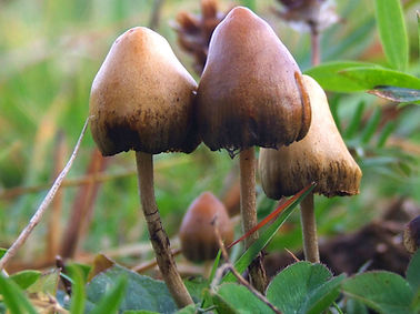 psilocybin.jpg