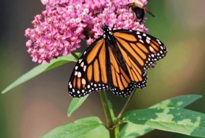 monarch & bee on swamp milkweed.jpeg