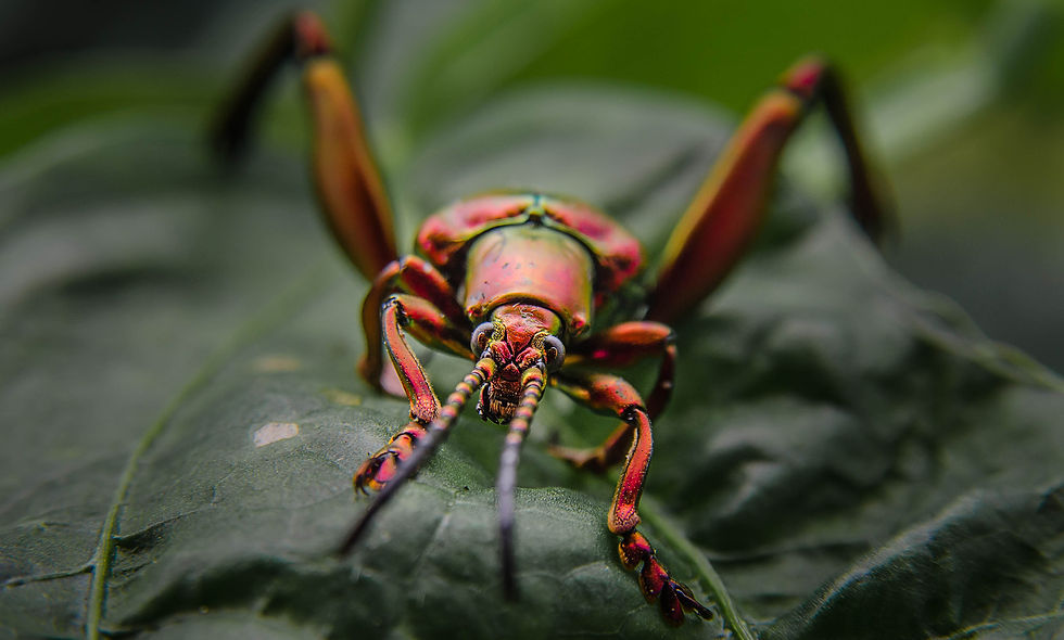 Animal4