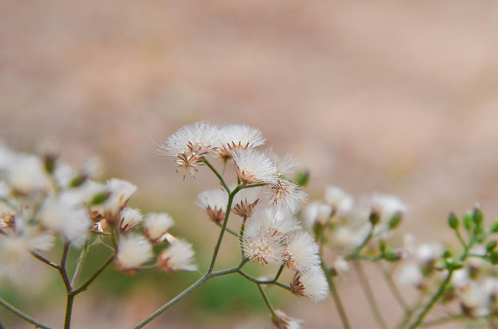 Flower1