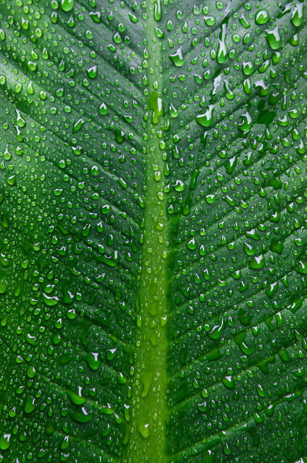 Tree6