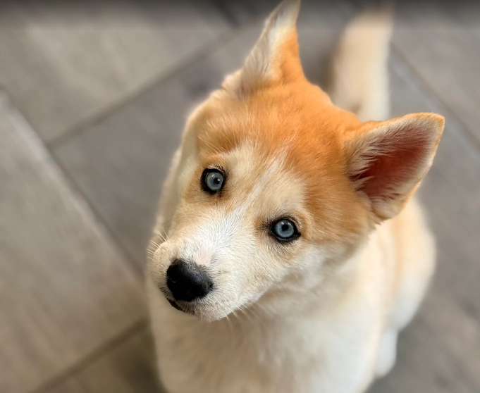 Femelle Pomsky F3 rousse aux yeux bleus, robe renarde très rare