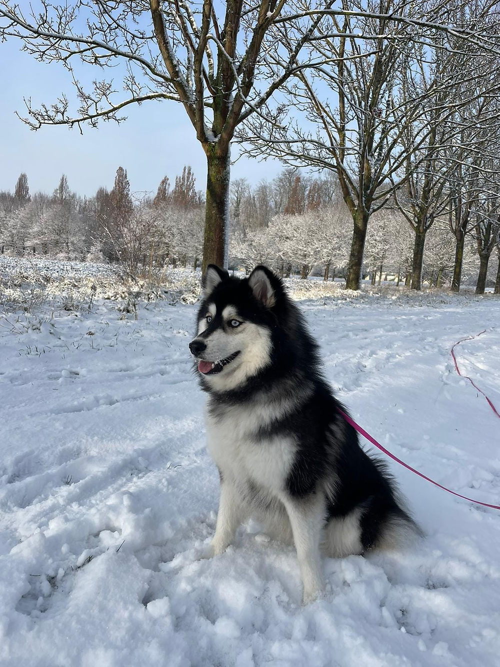 Pomsky noir et blanc assis dans la neige
