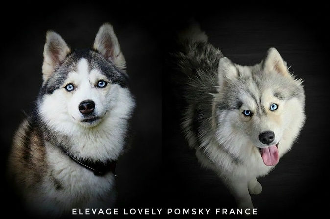 Couple sublime de Pomsky F3, Vaïana femelle F3 grise et blanche rare aux yeux bleus et Akira mâle Pomsky F3 gris et blanc aux yeux bleus , deux vrais merveilles