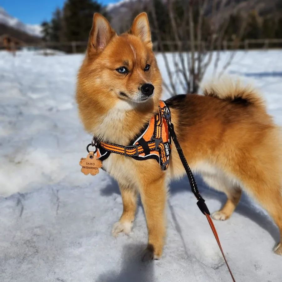 Pomsky roux avec harnais orange dans la neige