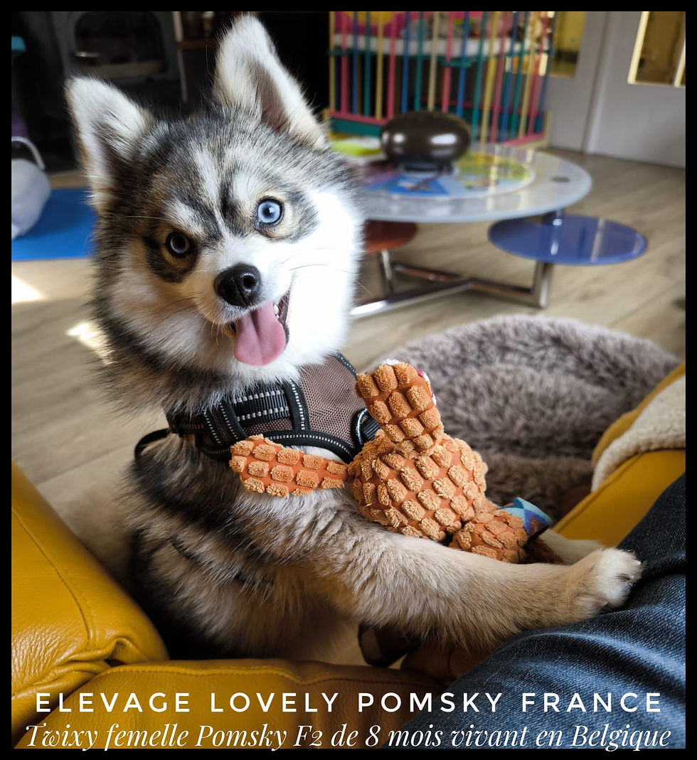 Femelle Pomsky F3 Toy grise et blanche aux yeux bleus, une merveille