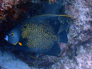 Le Poisson Ange