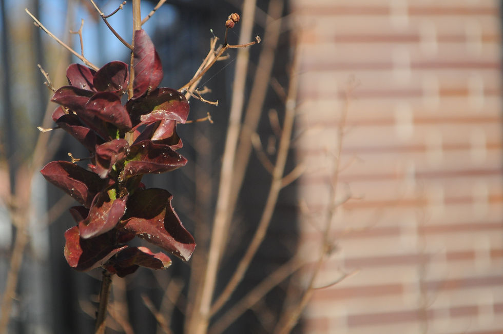 "Auburn Undulate"
