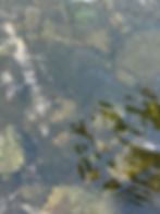 ree