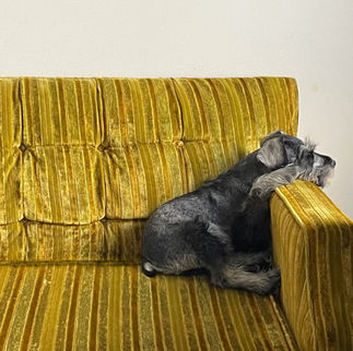 a schnauzer puppy laying down on a couch