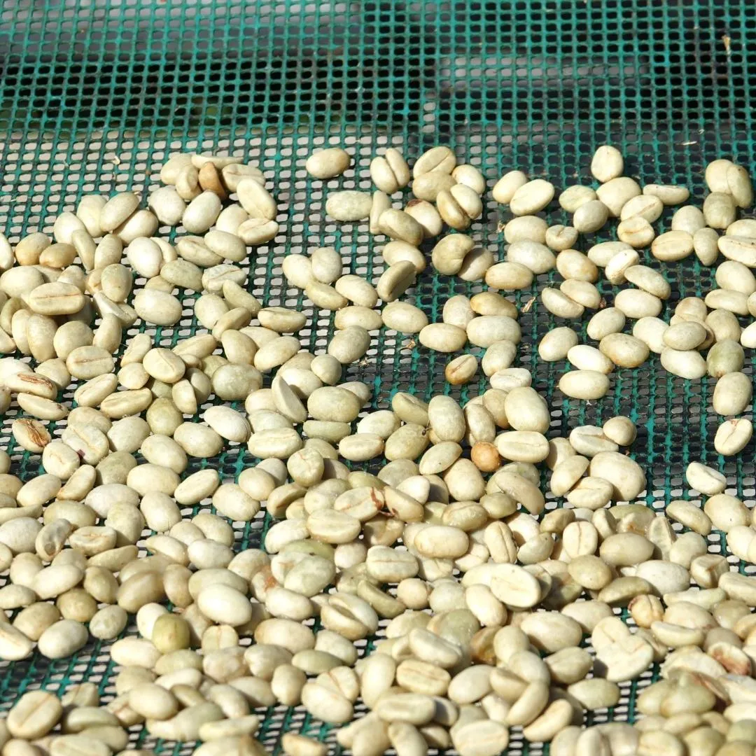 light roasted coffee beans