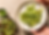salade-de-cocombre.png