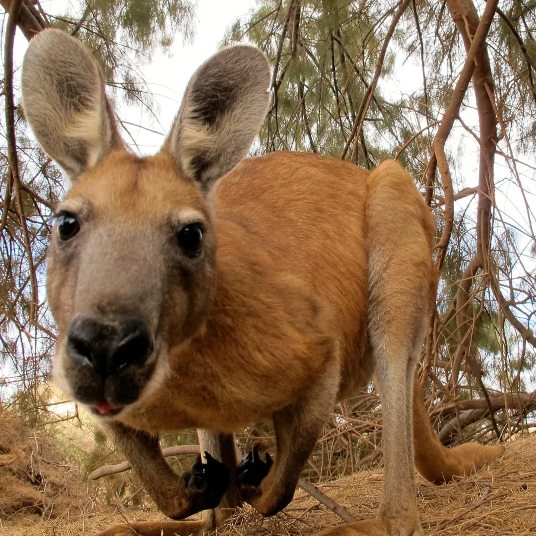 Uncovering the Secret of Australia's Favorite Coffee Drink: The Latte - a kangaroo watching you