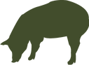 Cochons illustration
