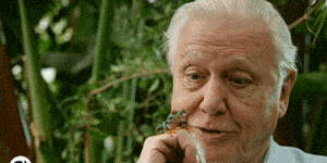1476110074-david-attenborough.gif
