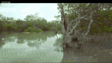 AlienatedRectangularGecko-max-1mb.gif