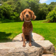Adorable red dog sitting outdoors