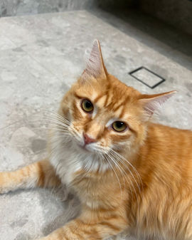 Orange tabby cat relaxing indoors