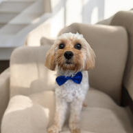 Adorable dog in blue bow tie