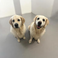 Two Golden Retrievers sitting, pet care services