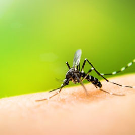 Dengue: fique atento aos sintomas e saiba como se prevenir