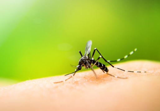 Dengue: fique atento aos sintomas e saiba como se prevenir