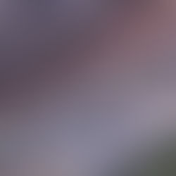 Polícia encontra 100 animais em situação de maus tratos em Ong em Mairiporã.