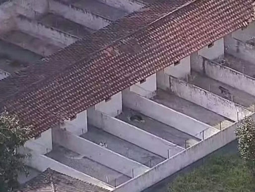 Polícia encontra 100 animais em situação de maus tratos em Ong em Mairiporã.