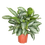 Miniatura: Aglaonema (Silver Bay), a partire da...