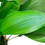 Miniatura: Aspidistra (a partire da...)