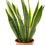 Miniatura: Sansevieria Trifasciata  (a partire da...)
