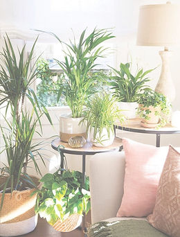 Piante da interno - piante da appartamen