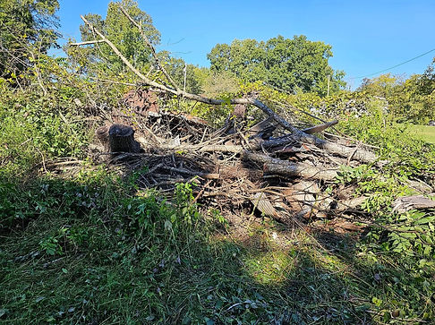 Tree and brush removal in Athens tx, yard cleanup 
