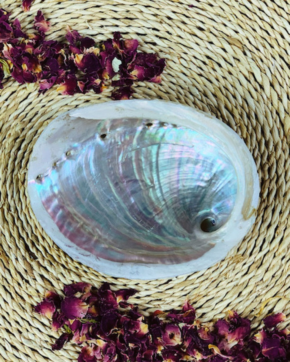 Small Raw Natural Abalone Shell