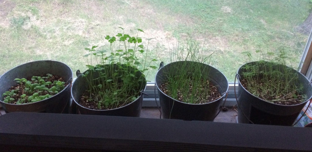 Intro To Growing Container Herbs And Vegetables