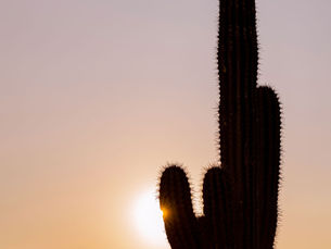 Sustentabilidad en Acción: Nuestro compromiso con el Mundo