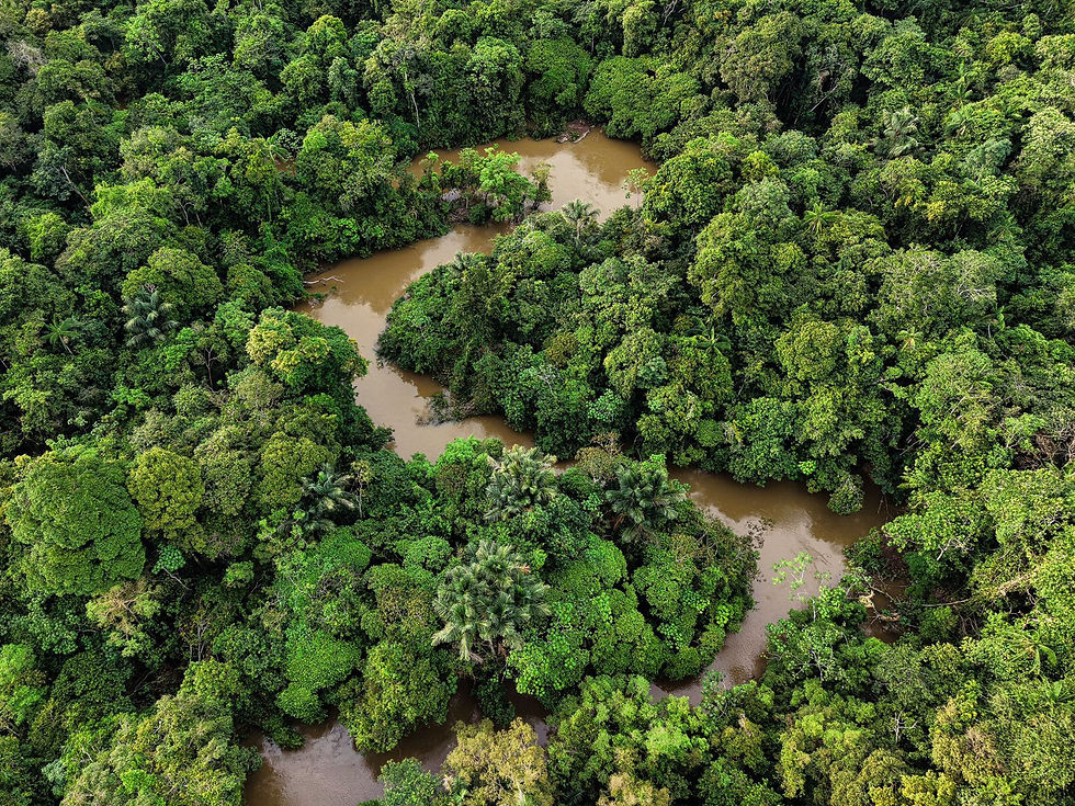 A river in the amazon region