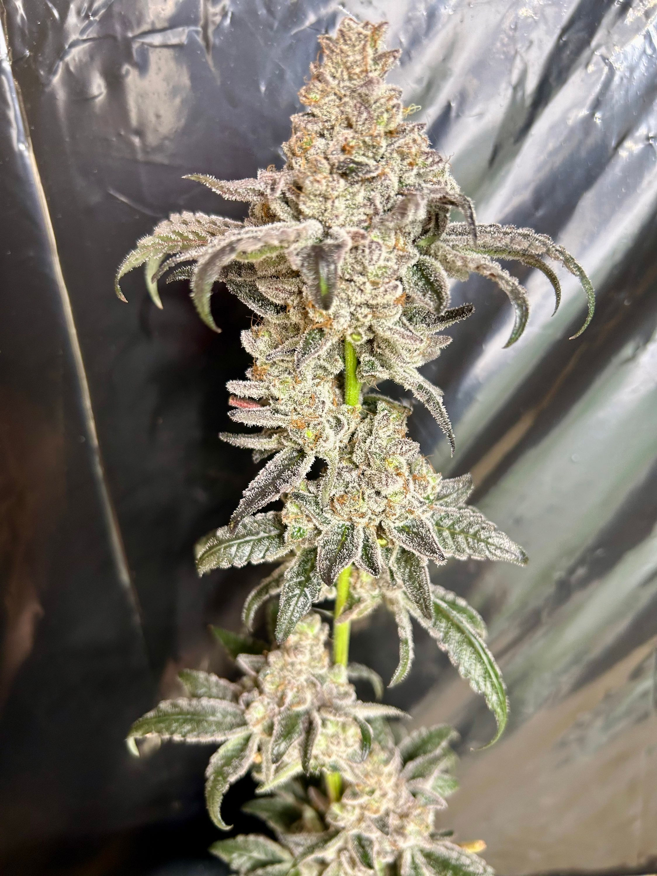 Truffle Glue - Feminized Seed