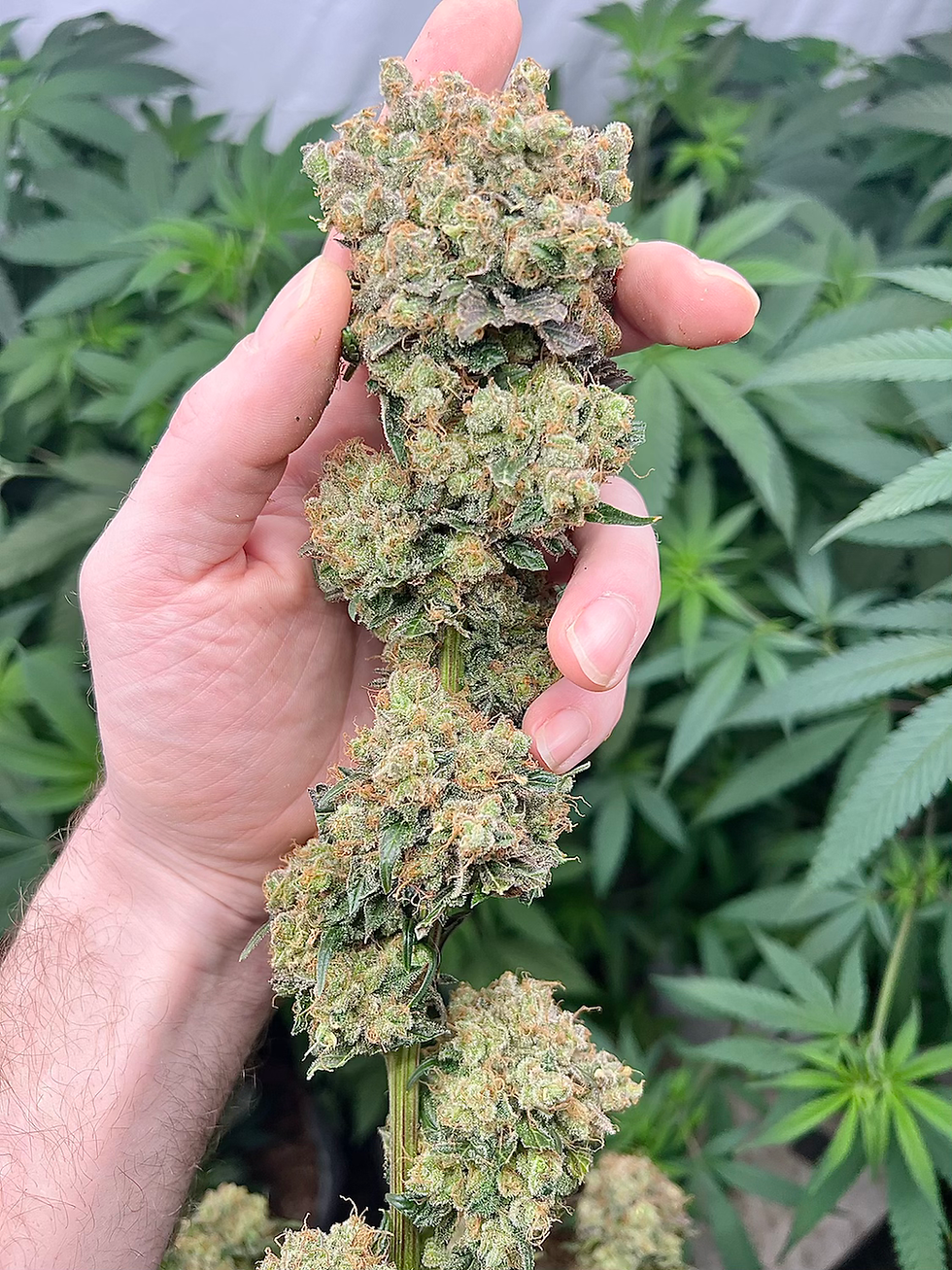Thumbnail: khaleesi Breath