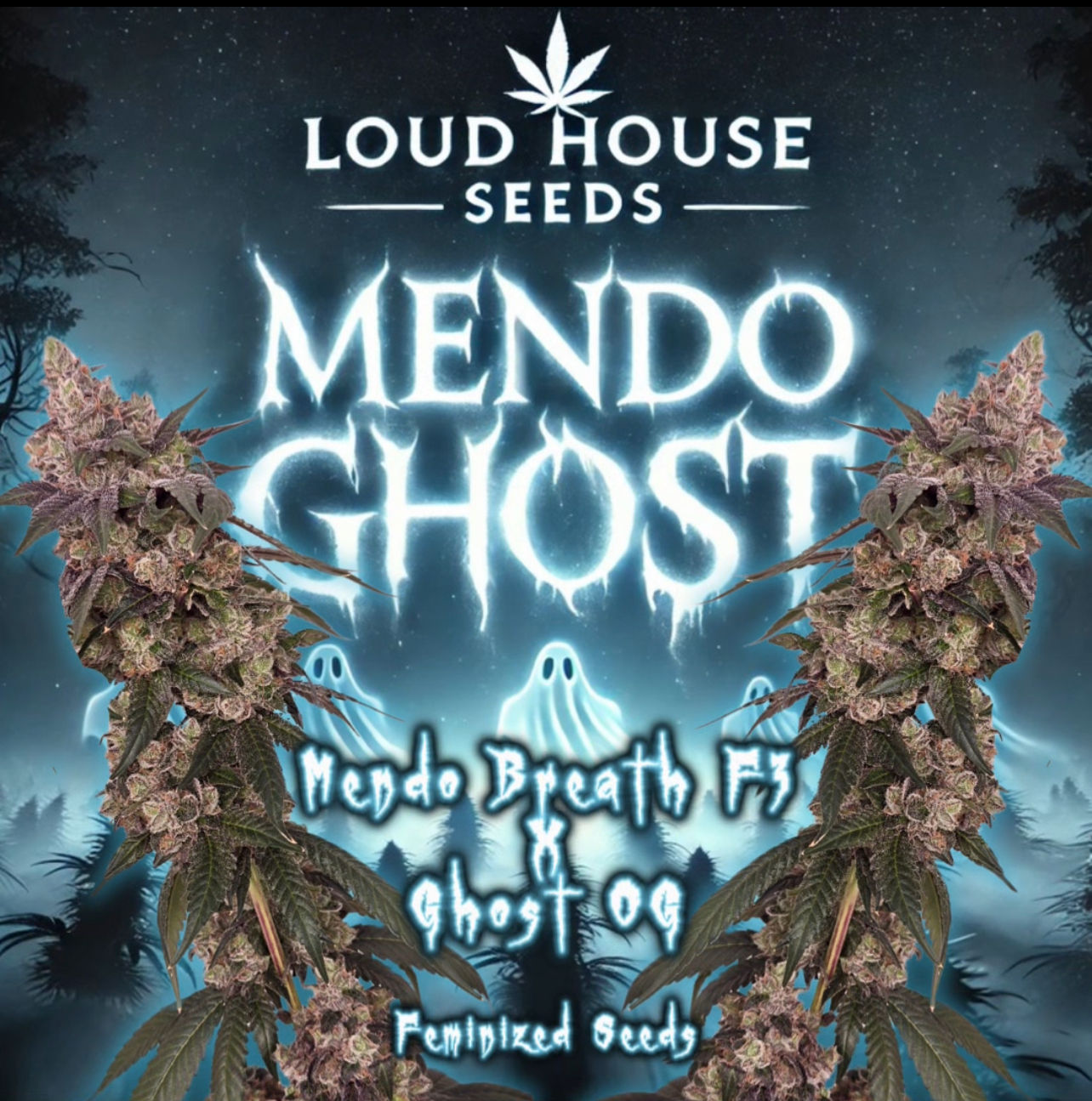 Mendo Ghost - Feminized Seeds