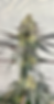 Thumbnail: Siren’s Kiss - 13 pack regular seed
