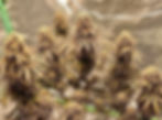 Thumbnail: Siren’s Kiss - 13 pack regular seed