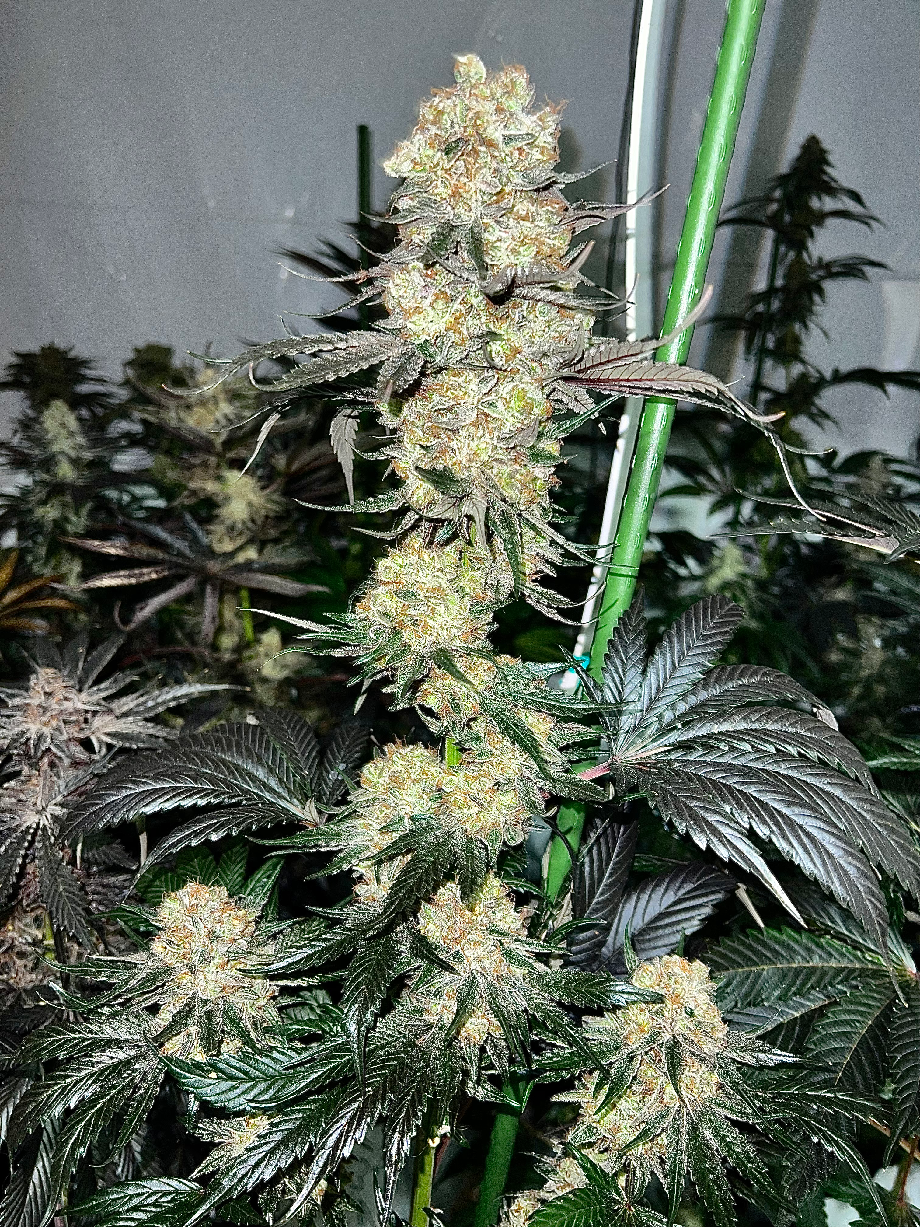 Wolfsbane F1