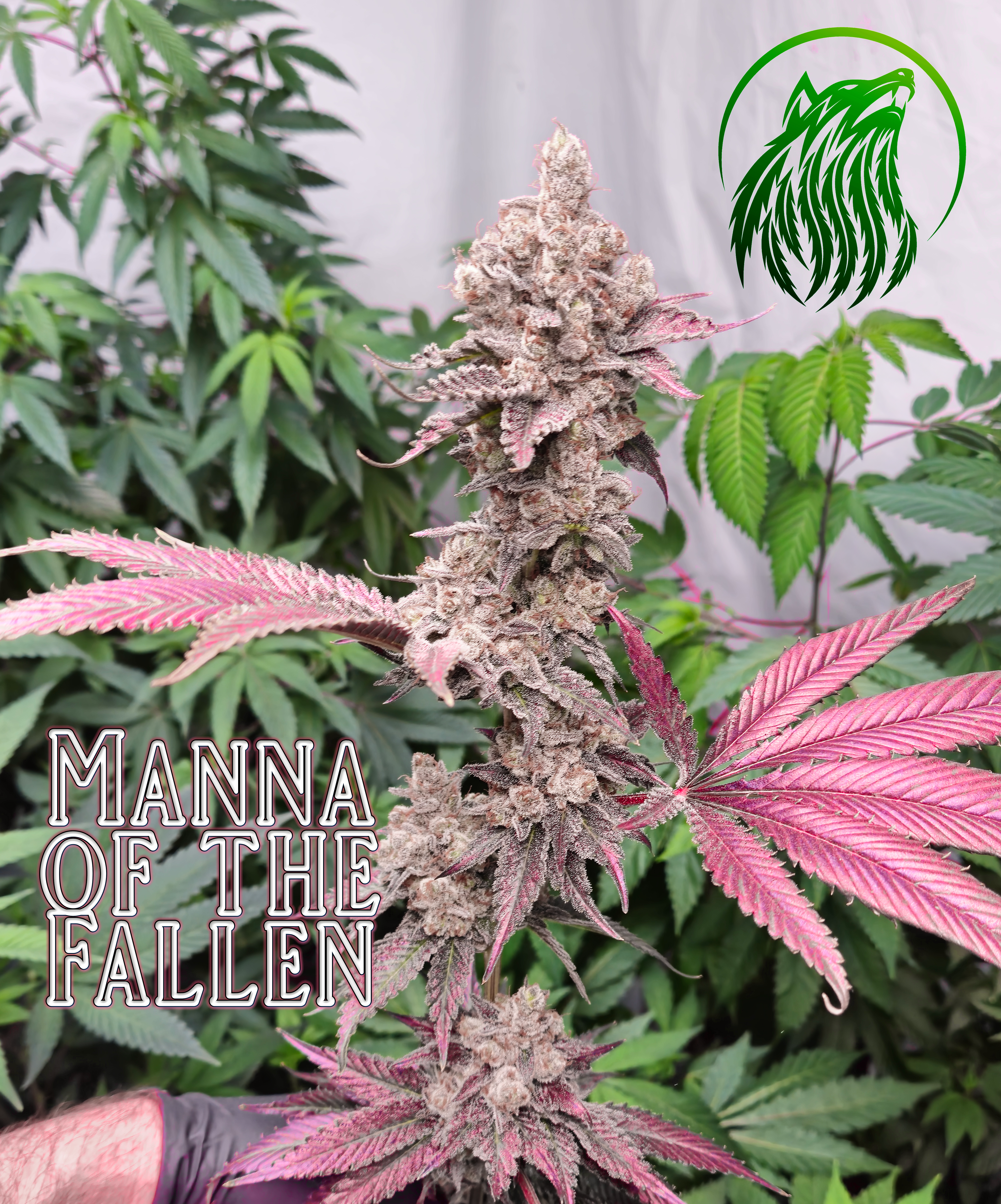 MANNA OF THE FALLEN — image 1