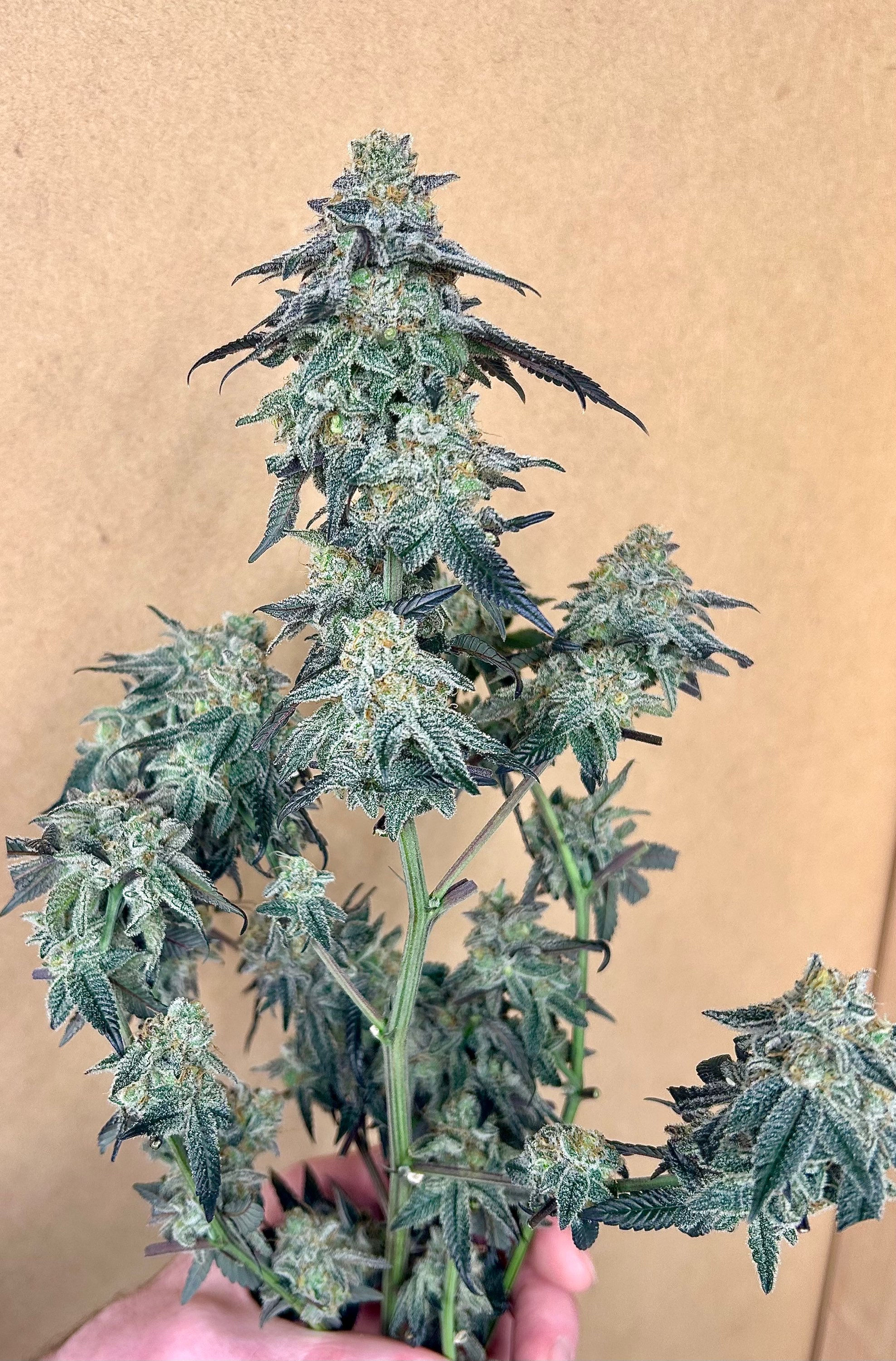 Durban Mints - Fem/Photo Seeds