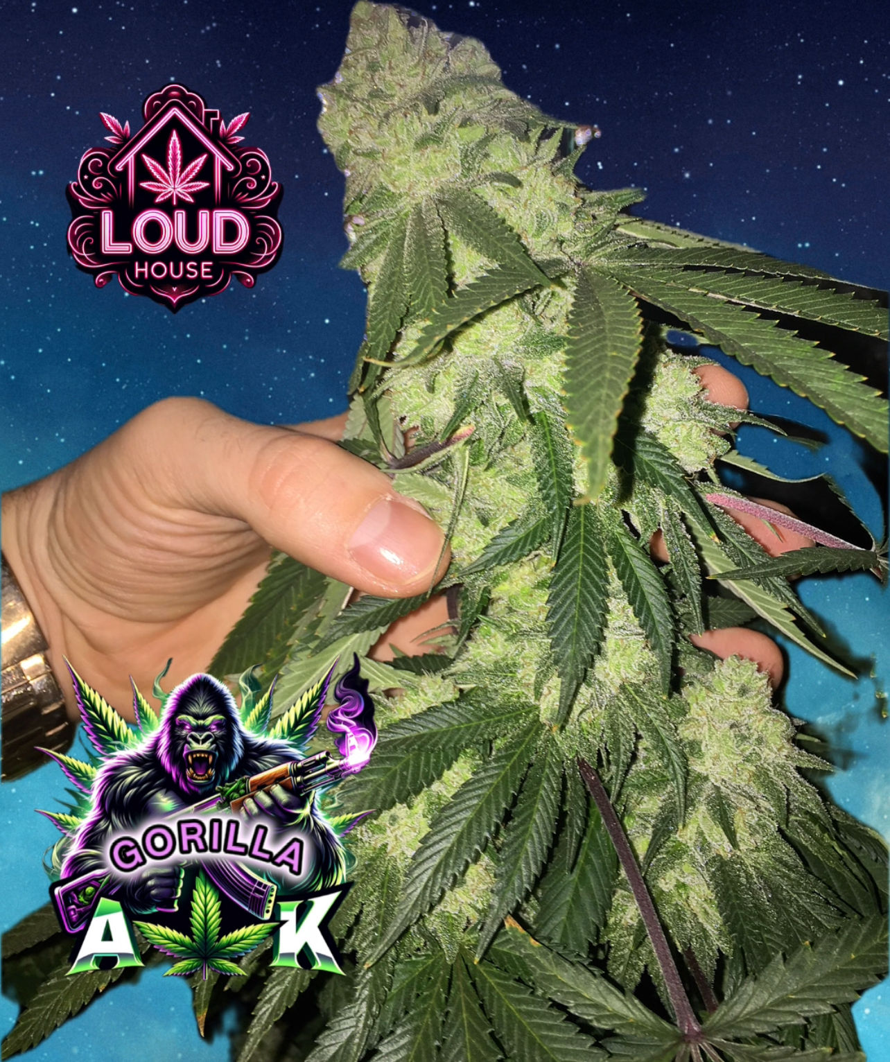 Gorilla AK - Fem/Photo Seeds